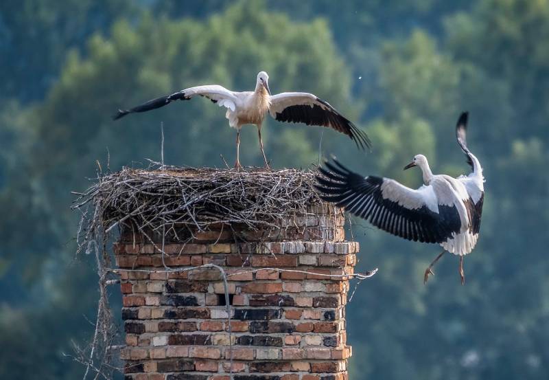 Professional Chimney Animal Removal Services in Frederick, Maryland
