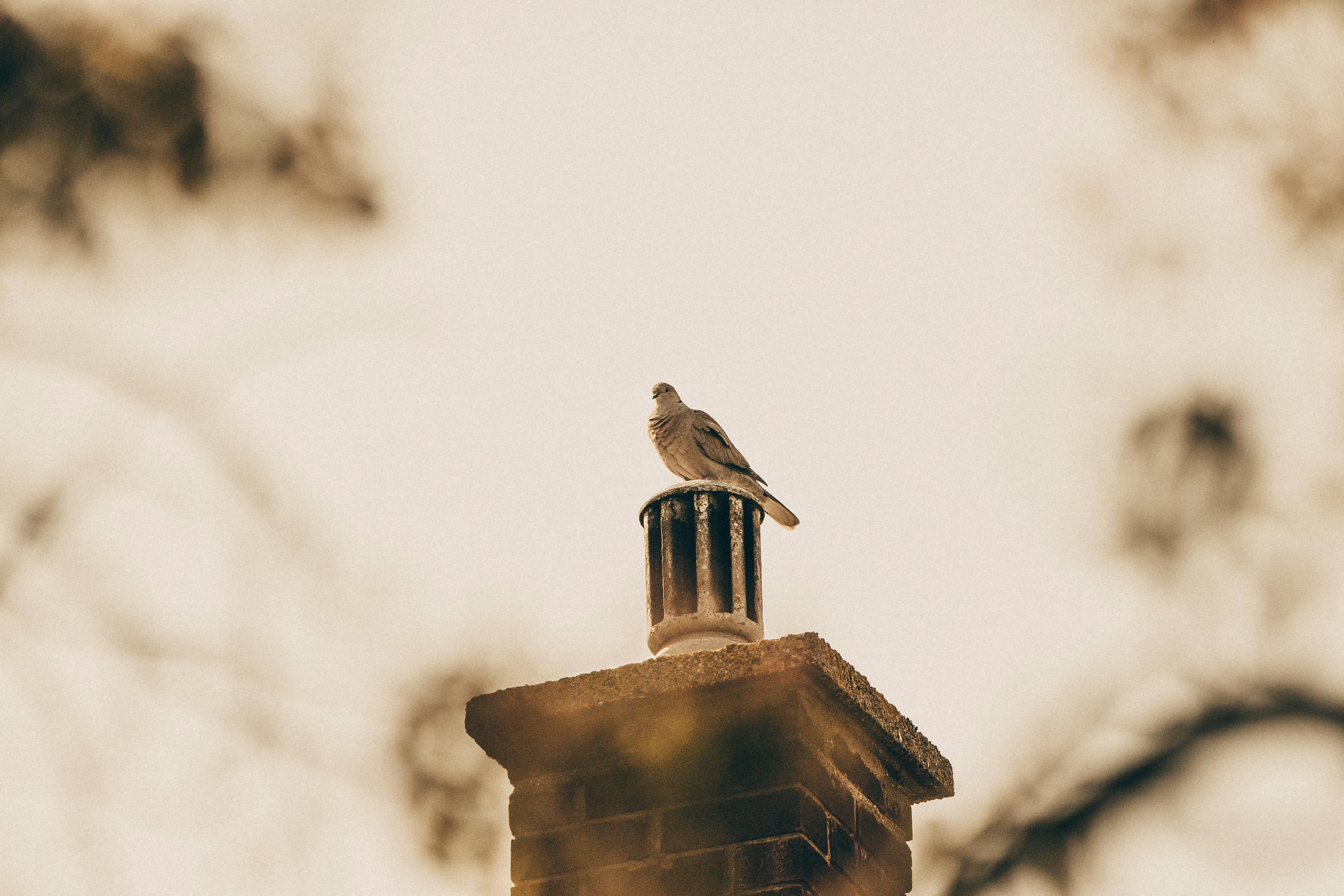 Expert Chimney Cap Installation in Frederick, Maryland